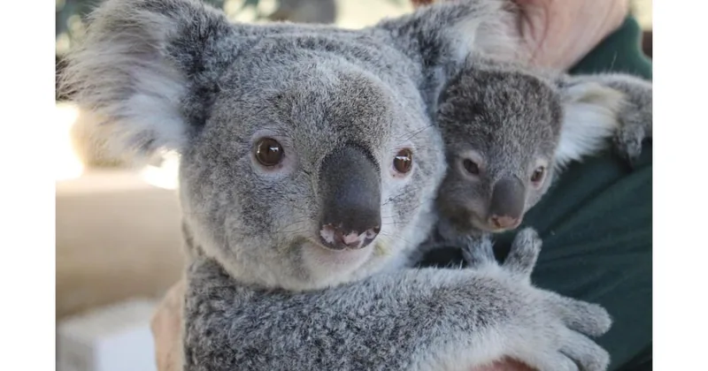 Perth Hills, parc animalier et pub historique