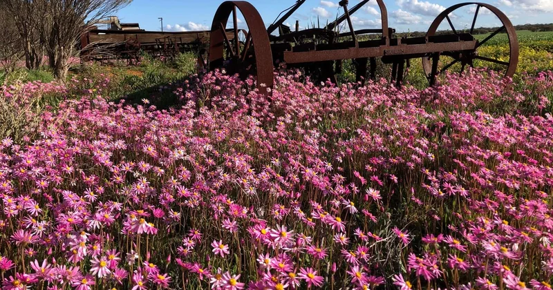 Journée découverte des fleurs sauvages au départ de Perth